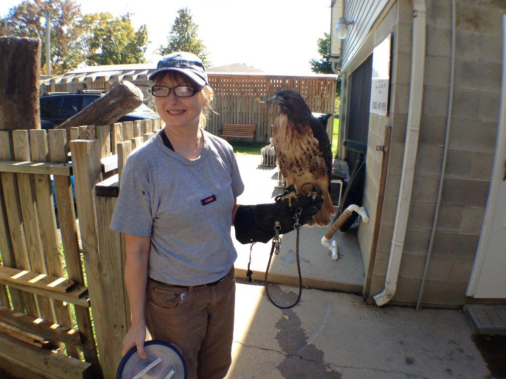 A Raptor Rehab volunteer prepares to feed a resident raptor